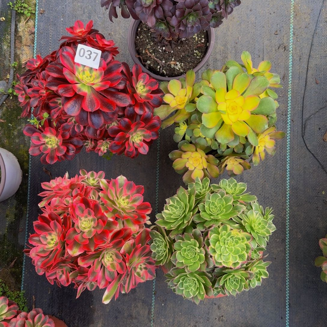 悔***五颗组合03777777777