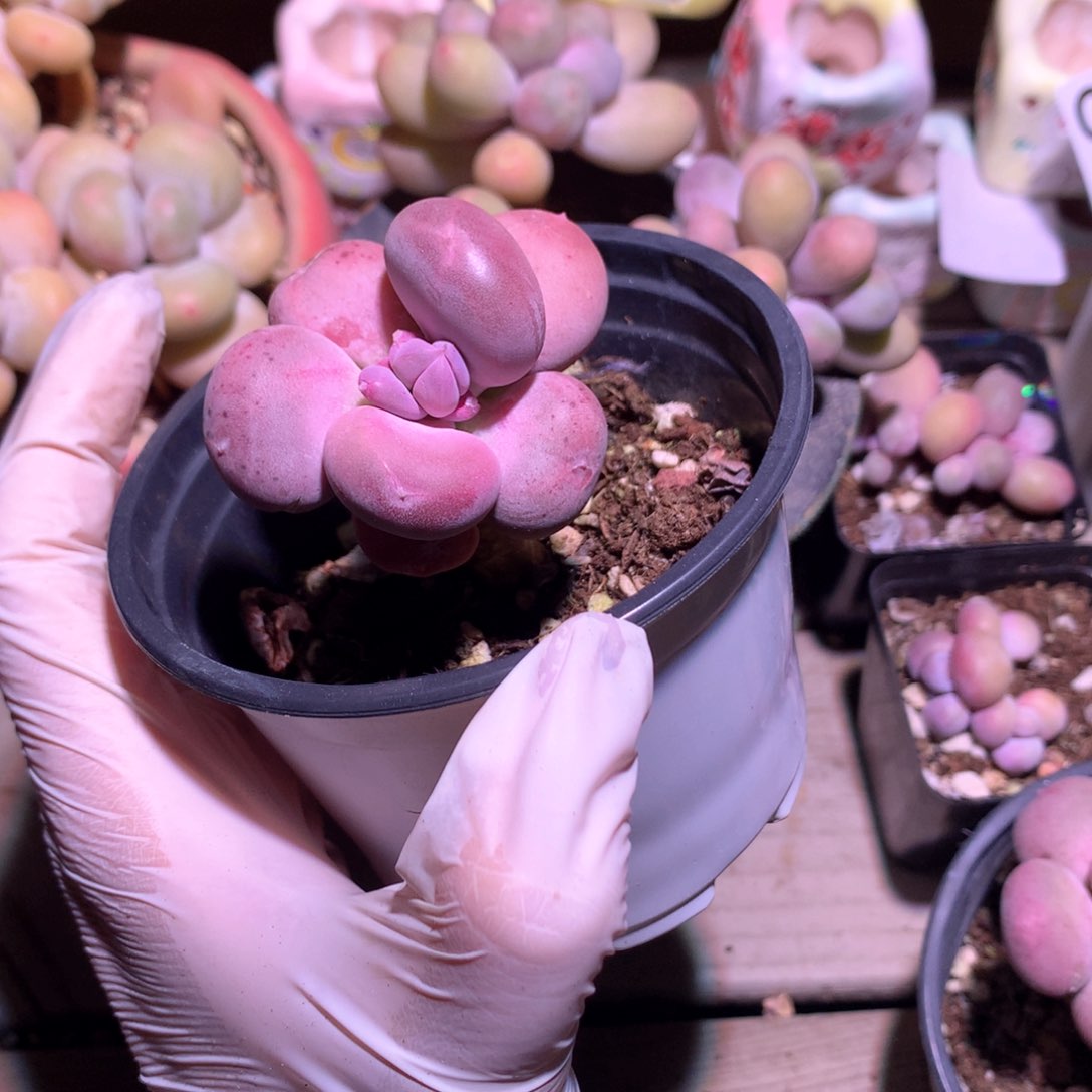 小屁桃奶酪多肉。