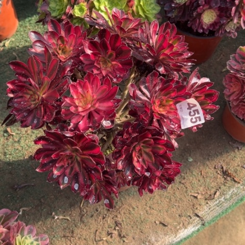 锦**花455香奈儿朵朵多肉