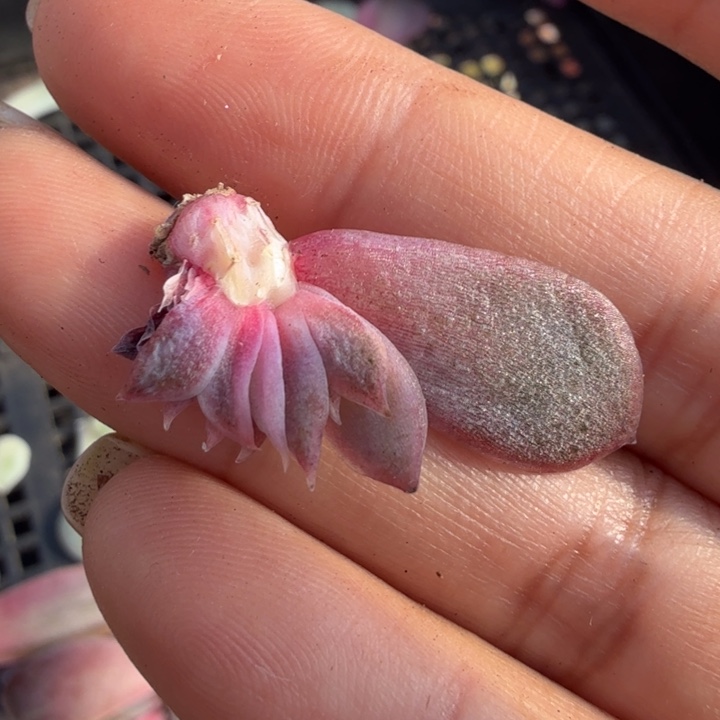 一颗紫水晶锦 无替品