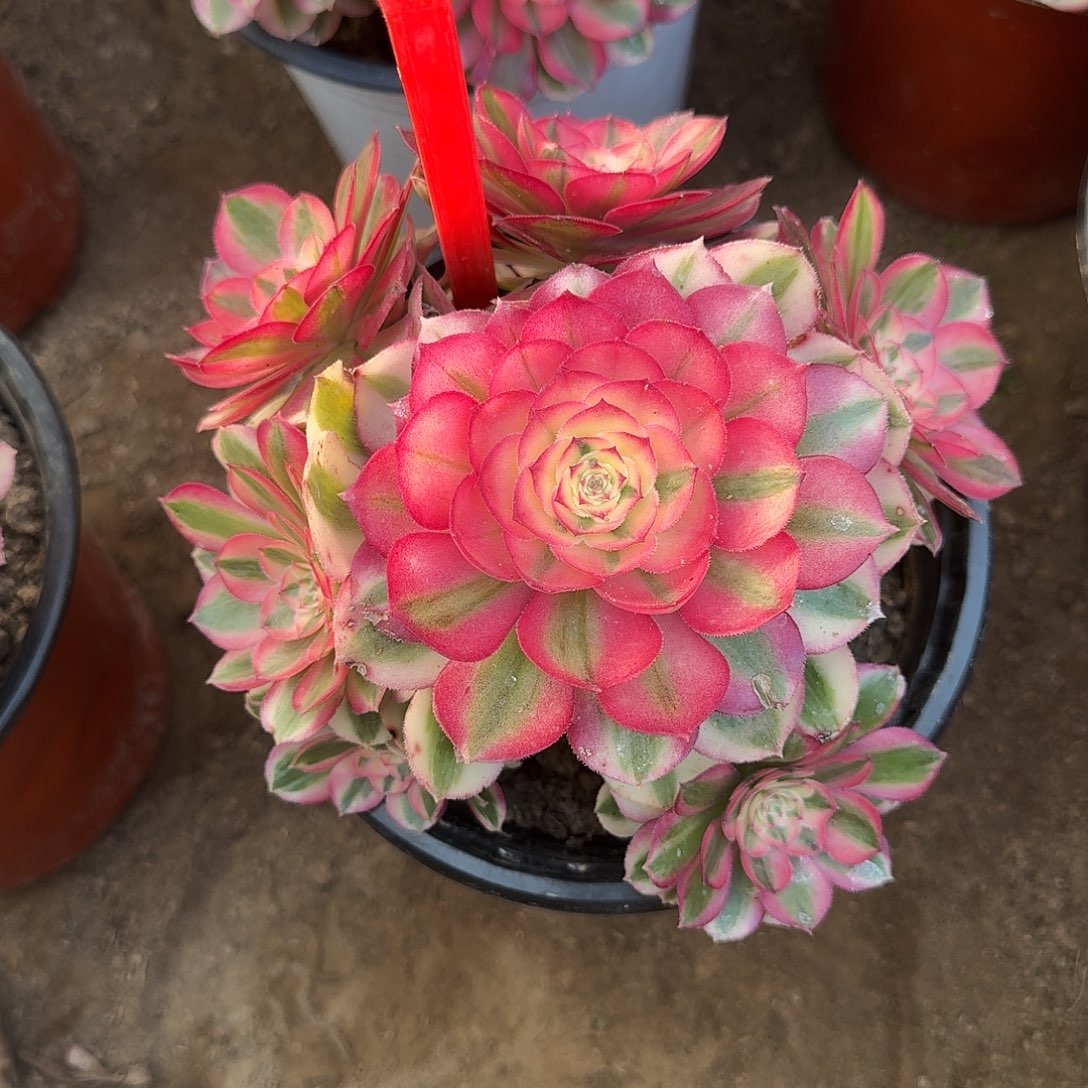 4158倾城多肉法师