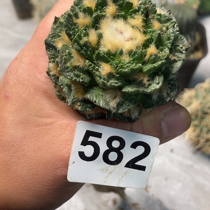 完全开放582菜花一个