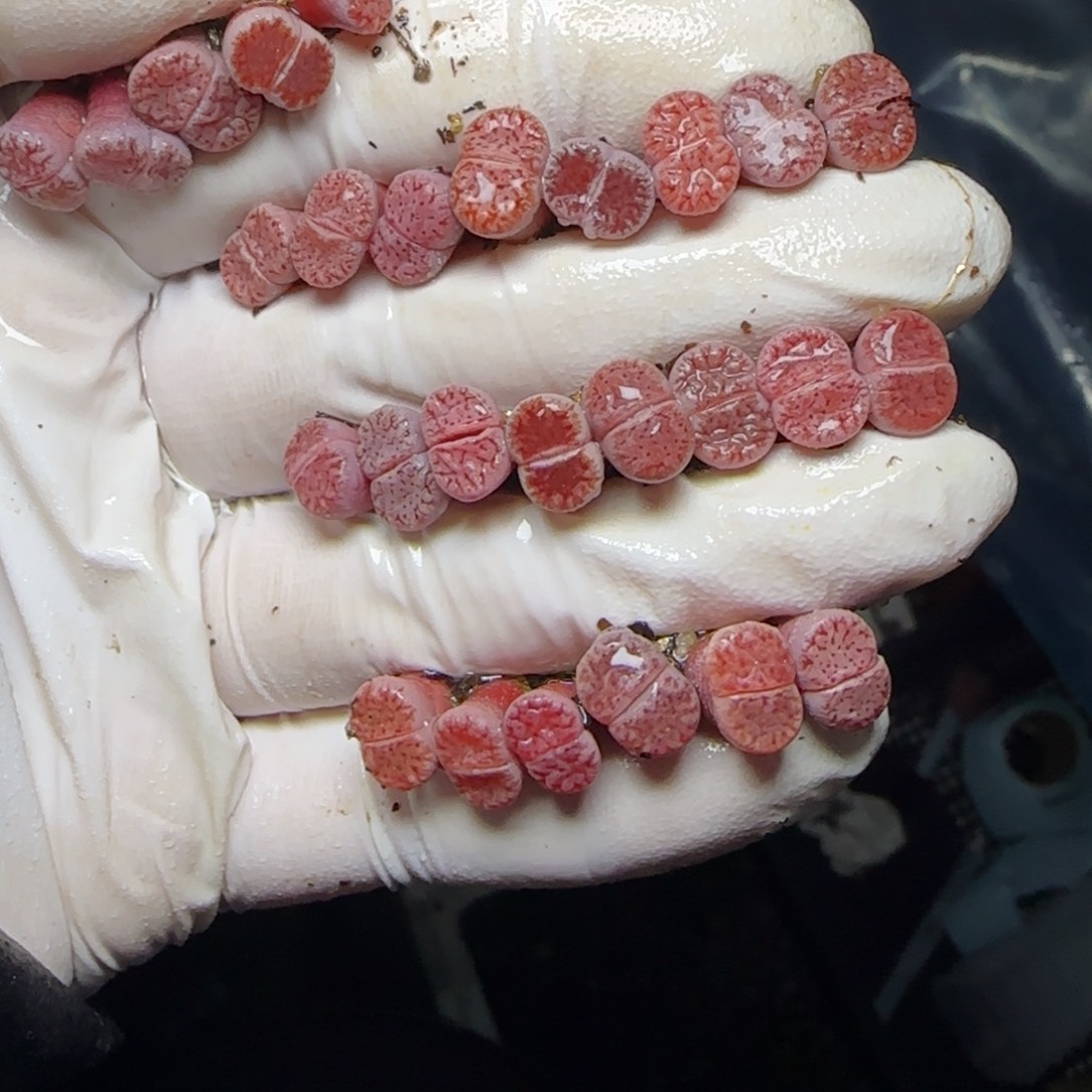 瑶****0698。默认脱土。18包邮。偏远88包邮