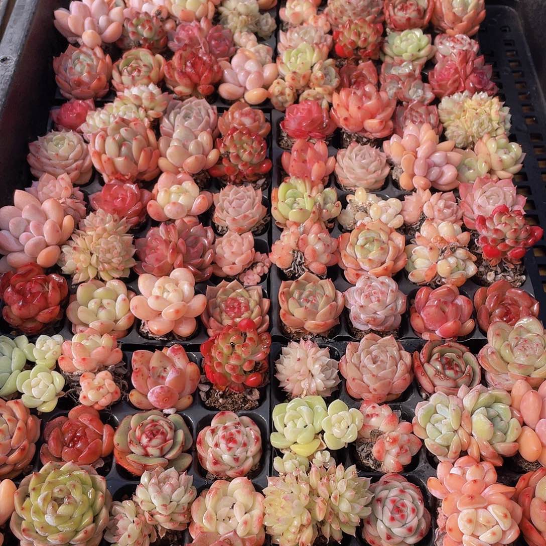 量拍71号 精品小可爱组合多肉20个