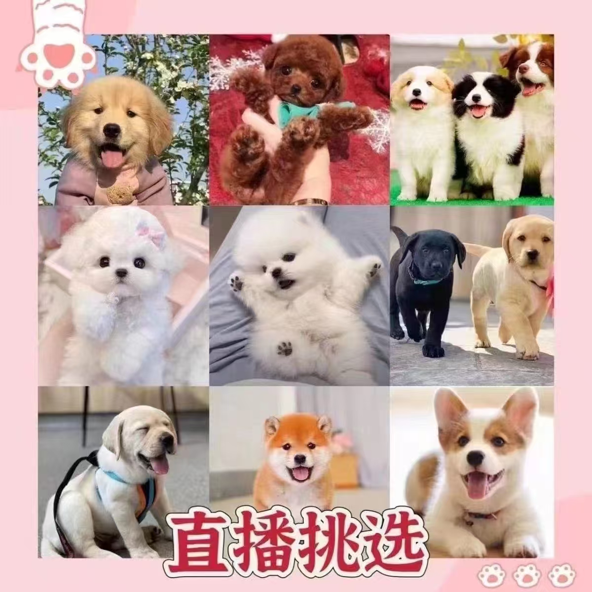 张张直播间挑选混血宠物狗