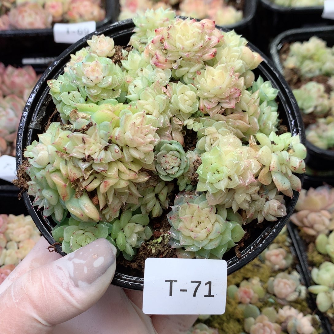 无花朵T71月英语英语