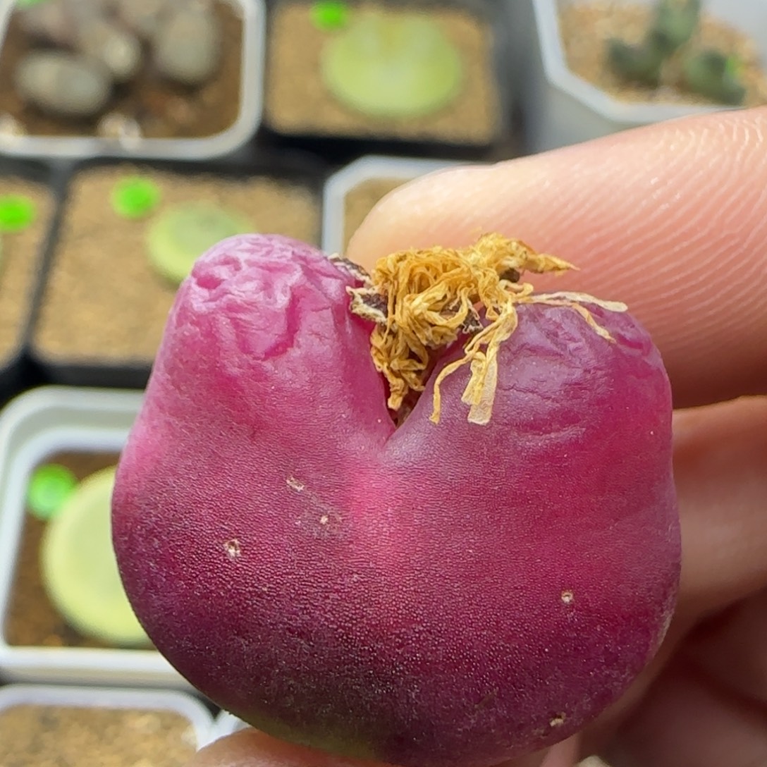 爱心体多肉植物127
