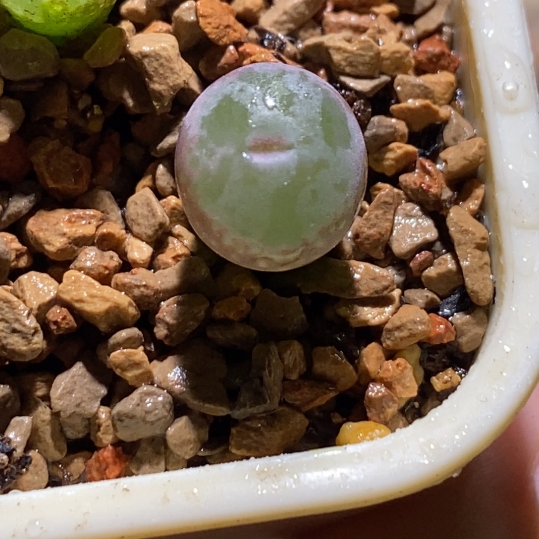 安格尼斯安格尼斯