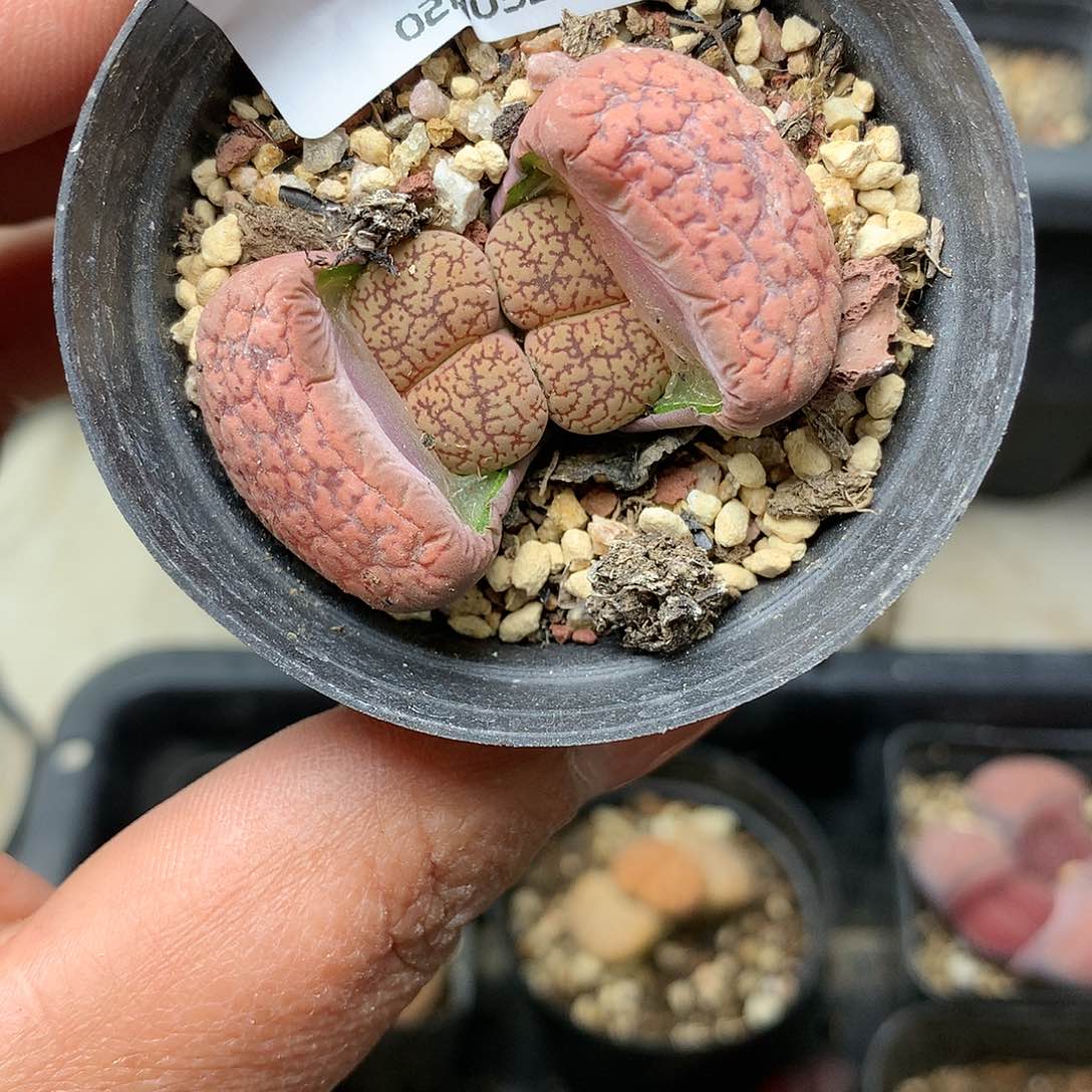 G369多肉植物保护研究所