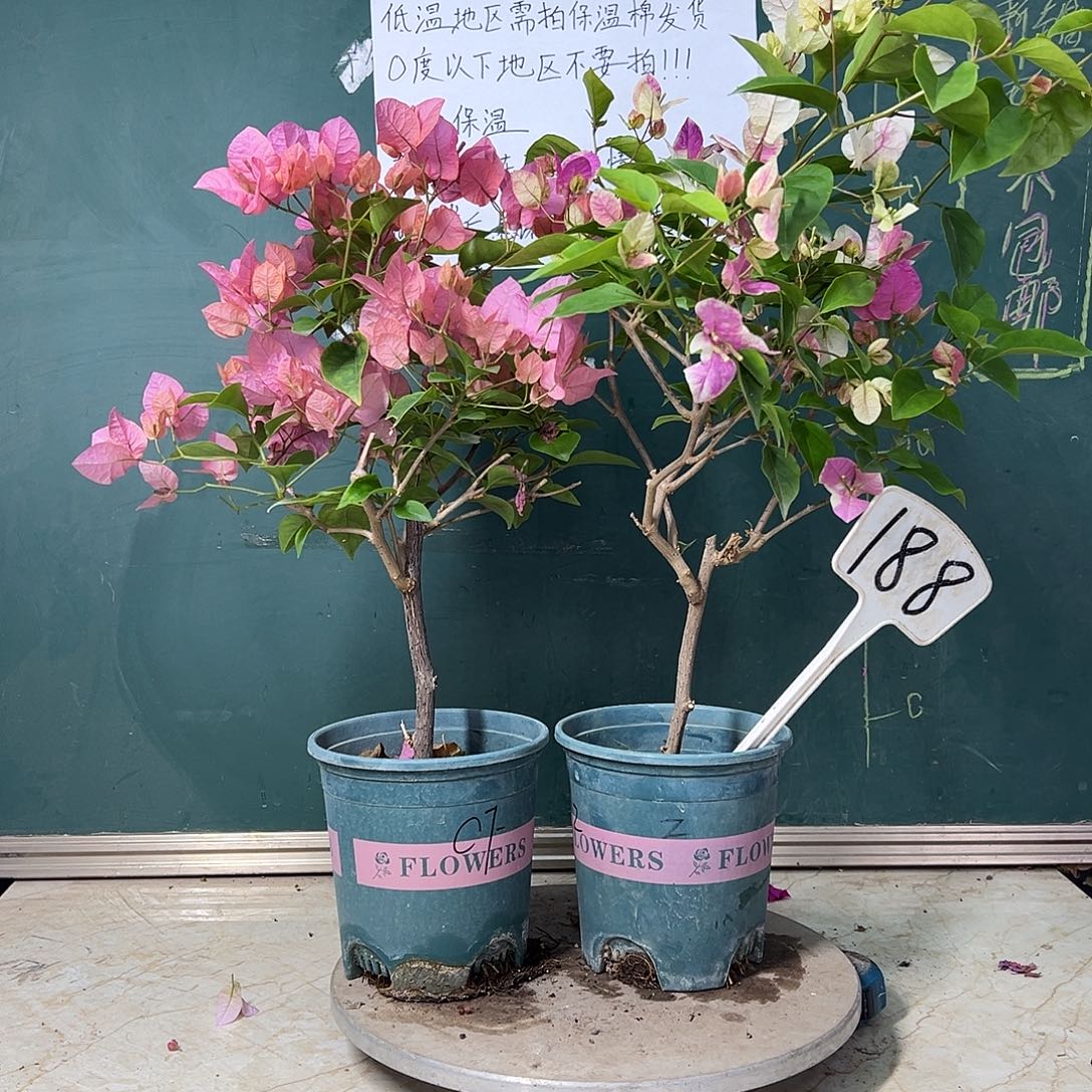 完全开放  橙粉公主  漳红樱  188