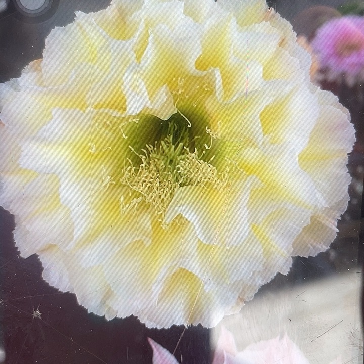 98号1.5公分左右侧牙