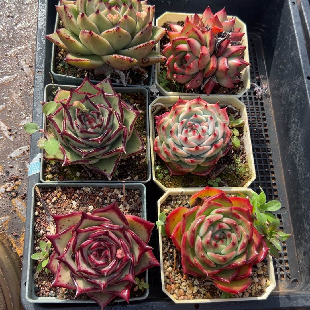 多肉一物一拍0123-154