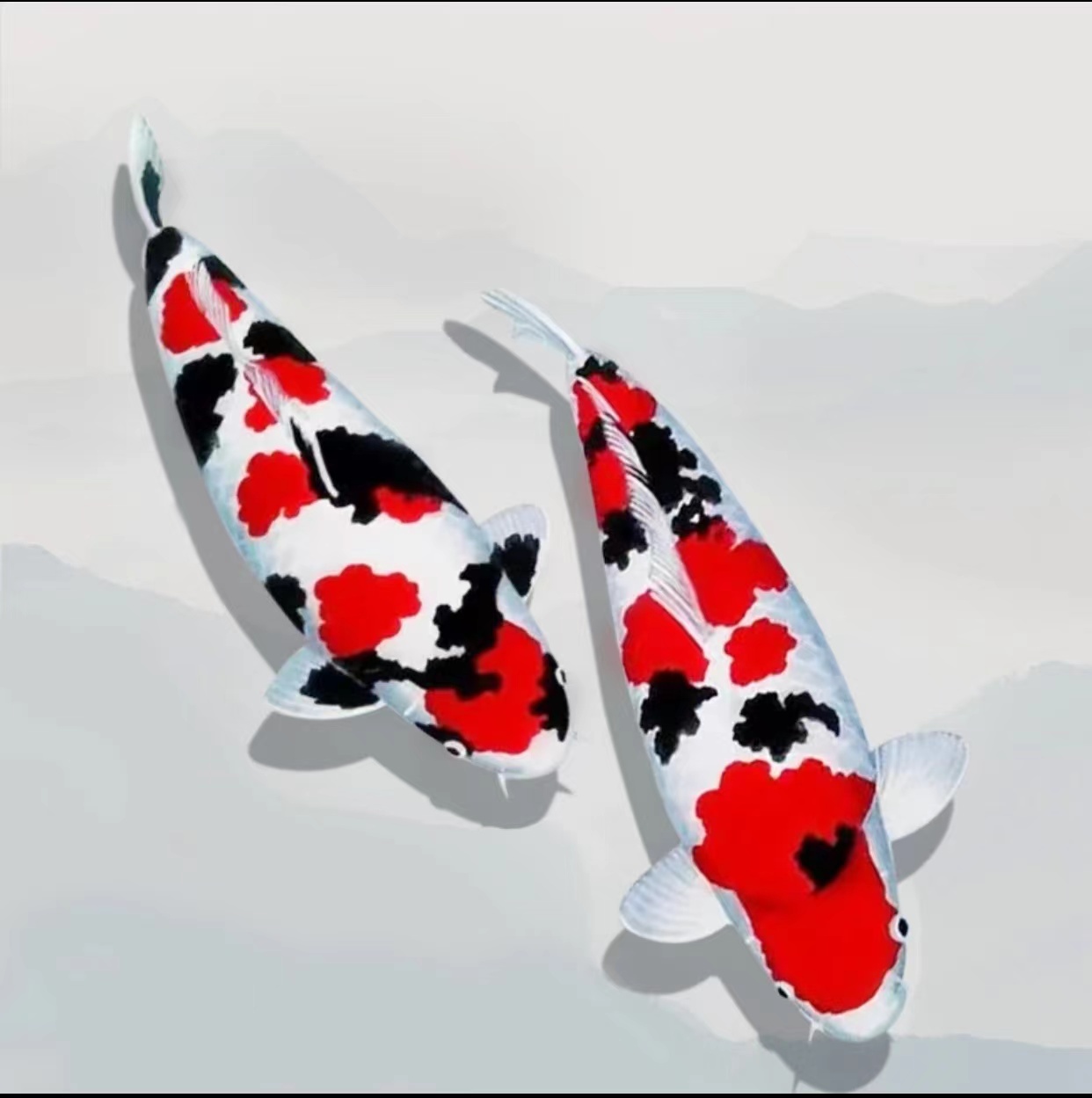 精品日系三色观赏鱼大正锦鲤活体冷水鱼