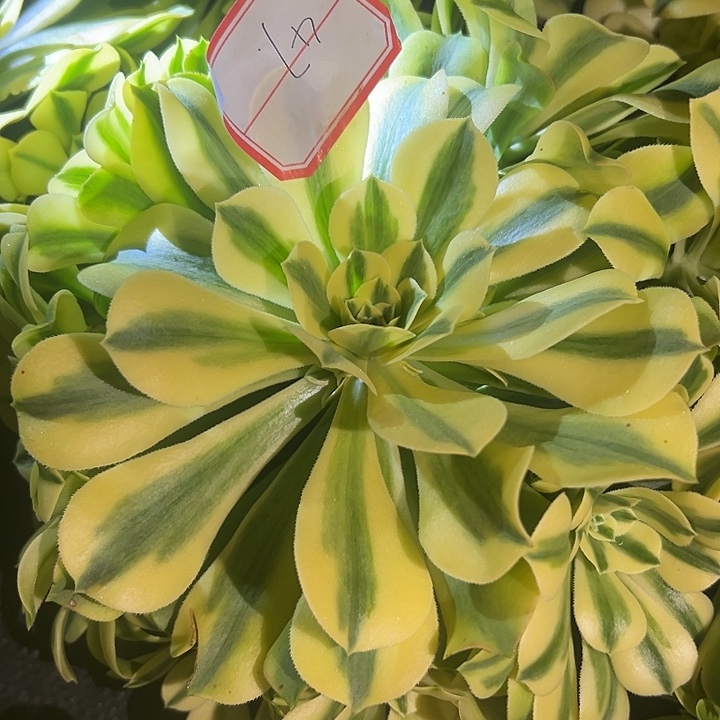 法师锦辛尼亚47好好看