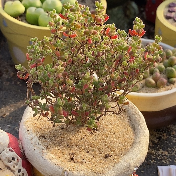 10549糖球枝干一颗            