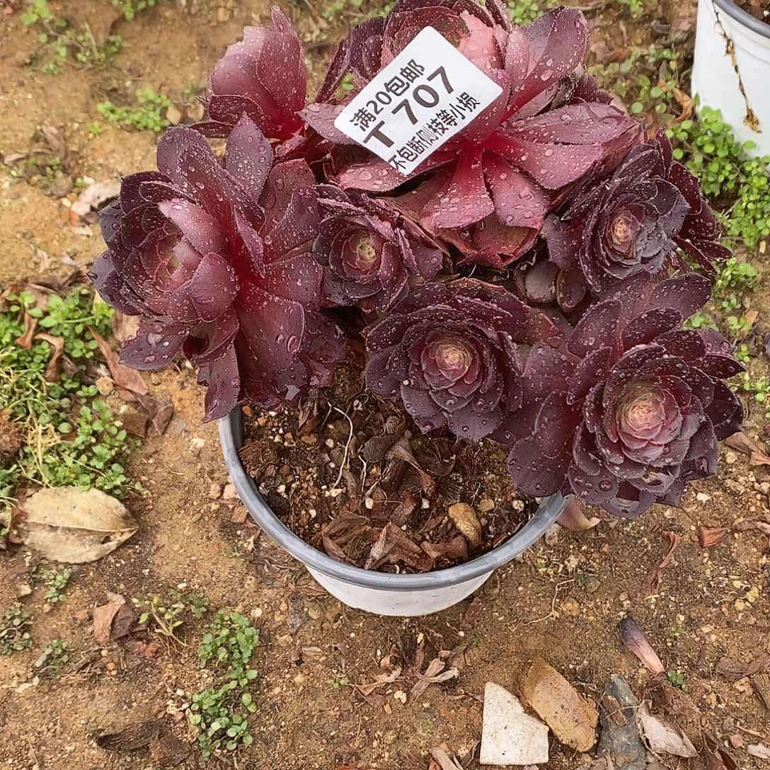 707桃花石多肉法师锦