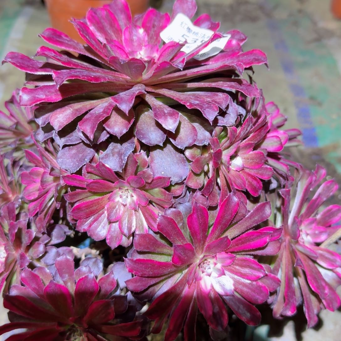 需姬法师多肉535