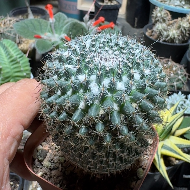 689玉翁实生脱土发货