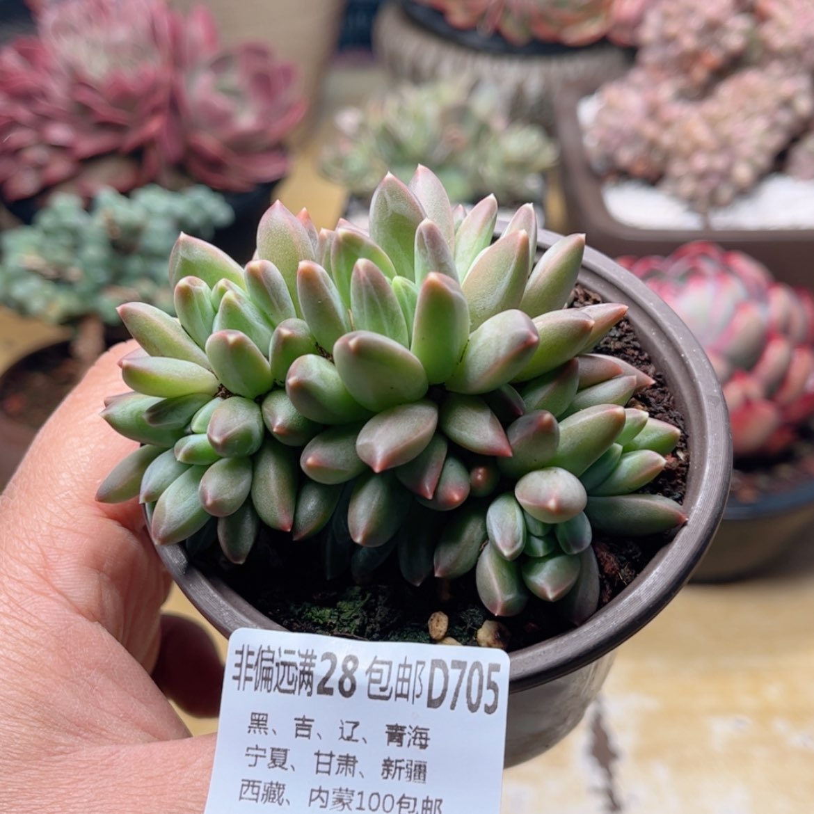 【闪购商品】705青花瓷