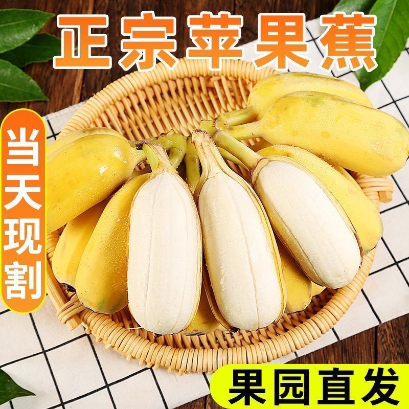 现摘当季广东苹果蕉新鲜时令水果自然熟软糯香甜