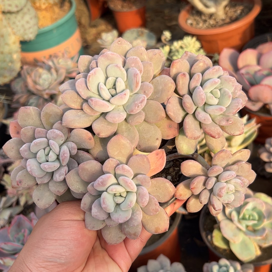 多肉植物白鹭群生