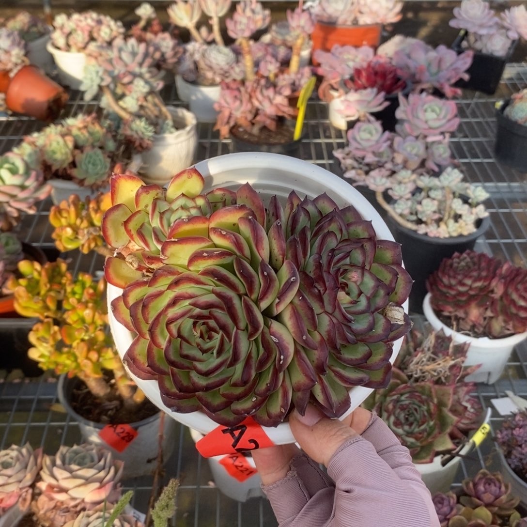 217肉酱玫瑰一物一拍