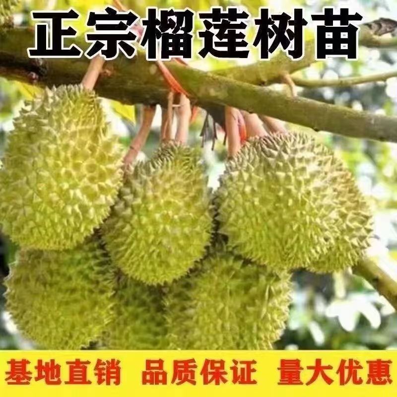 榴莲果树苗南北方种植 盆栽地栽阳台种植