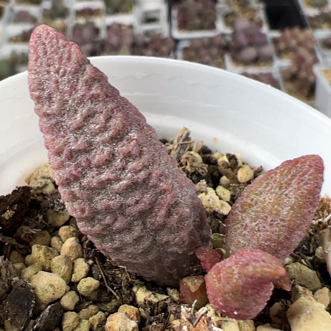 粉玫瑰大苗多肉植物水泡