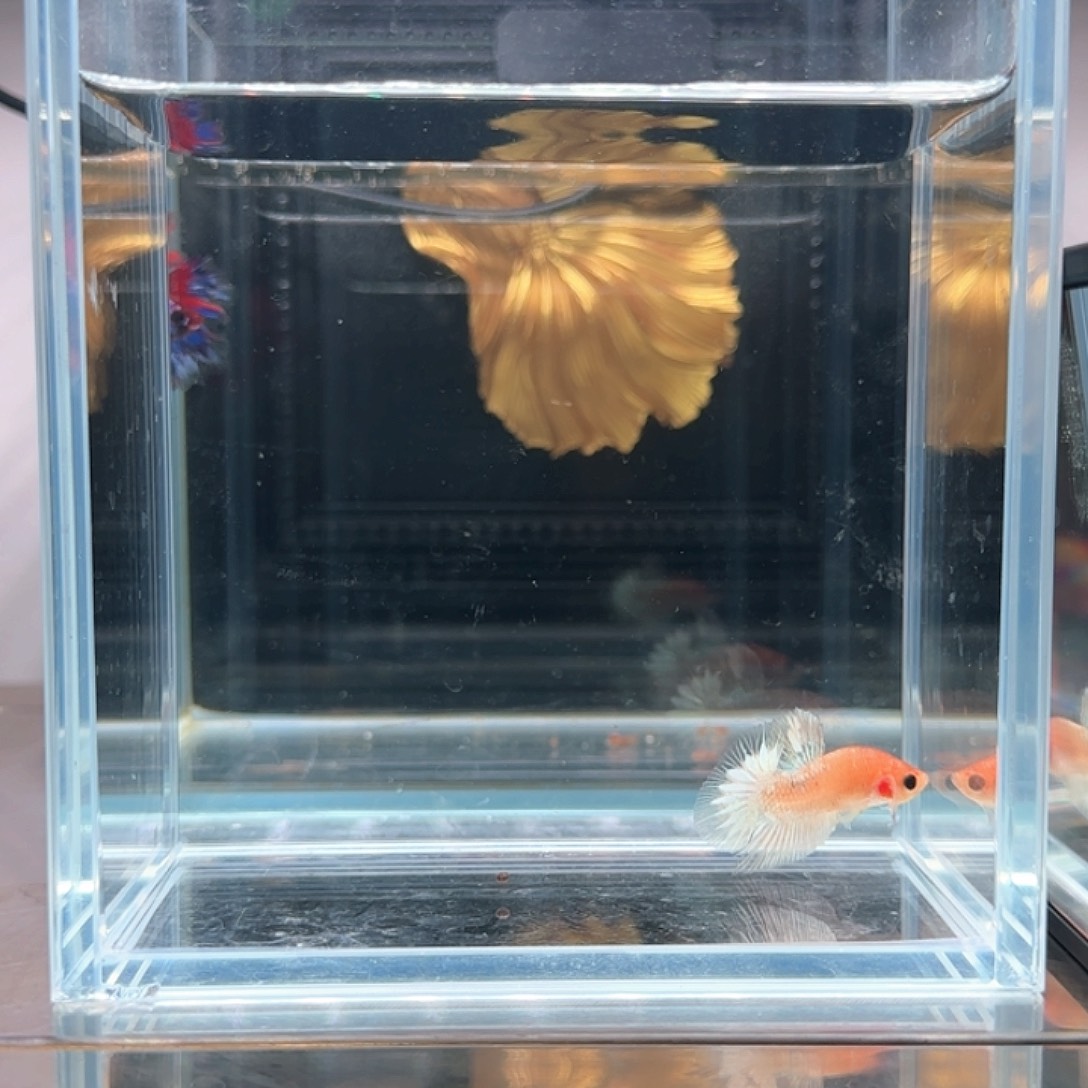 斗鱼活体观赏鱼好养耐活