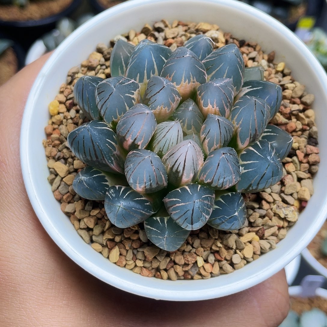 蓝光霓虹灯玉露锦糊斑