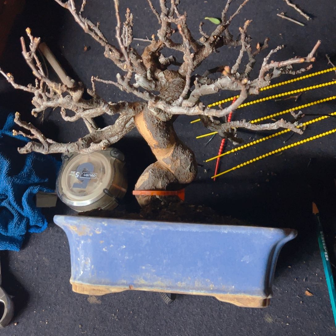 盆景盆景不包邮黄*仙