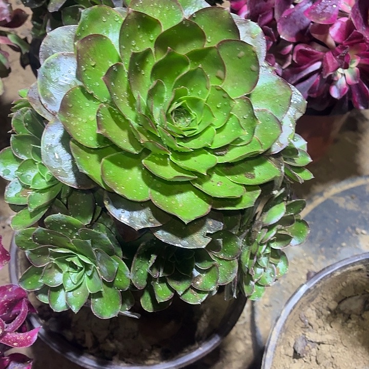 魅金玫瑰一颗脱土12.8