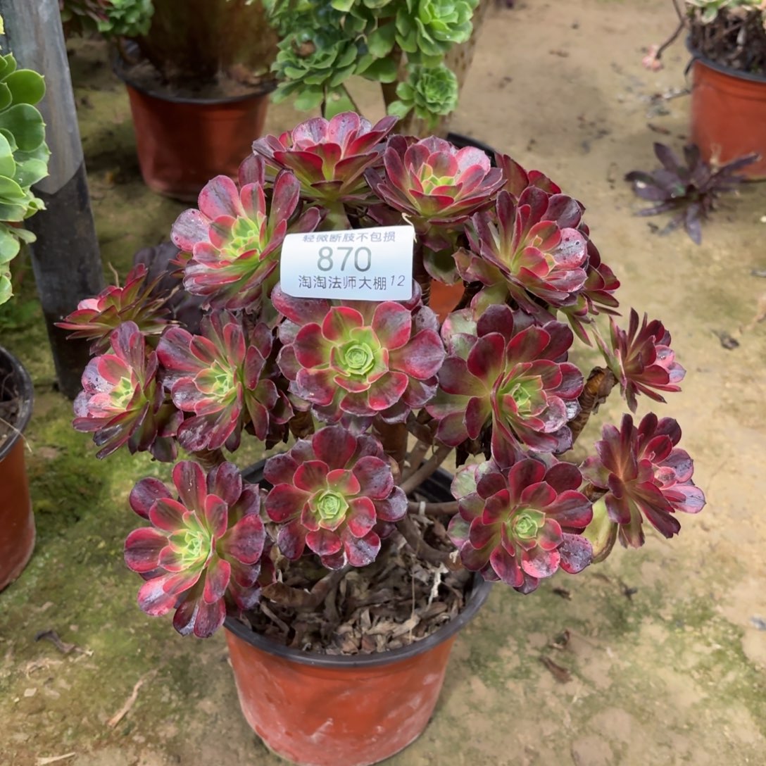 870安娜多肉植物法师