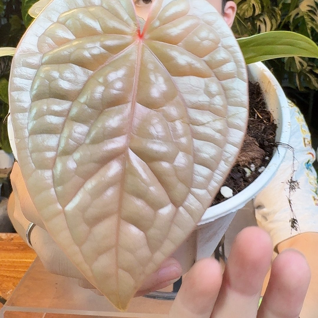 完全开放H58奢华轻微叶损