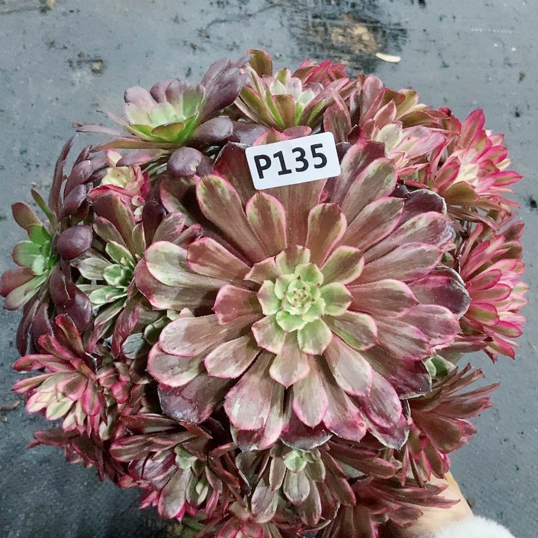 红陶135水墨阴阳3多肉