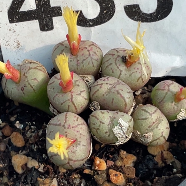 433肉锥群母本带盆