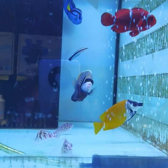 皇后一条海水鱼那片海