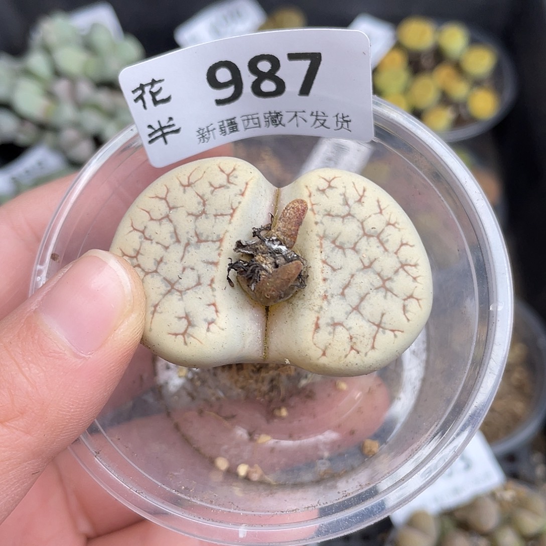 嘎***啦98700000花花花怀胎