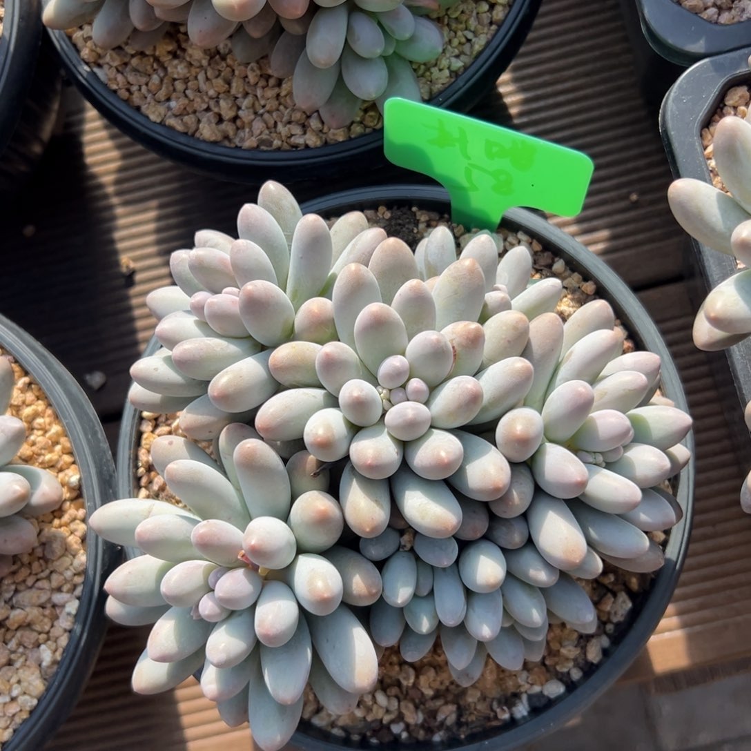 汤圆11111111111111111