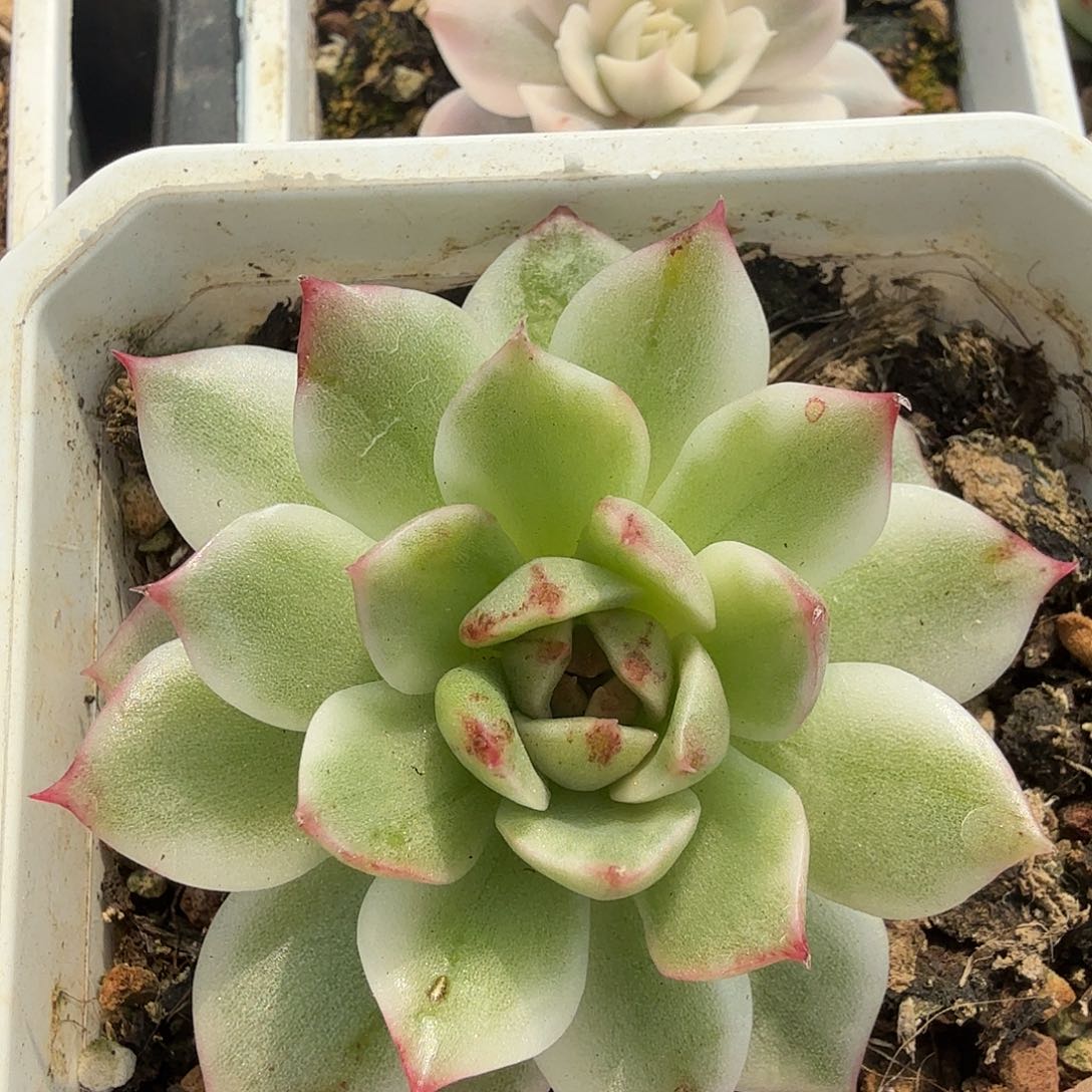 黑水晶锦，覆轮锦