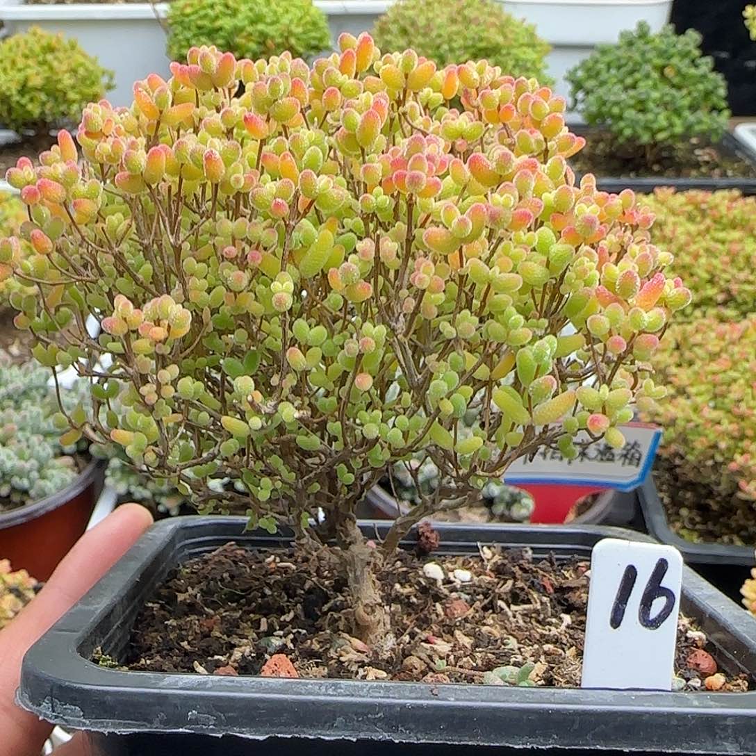 蜜橘糖球一物一拍