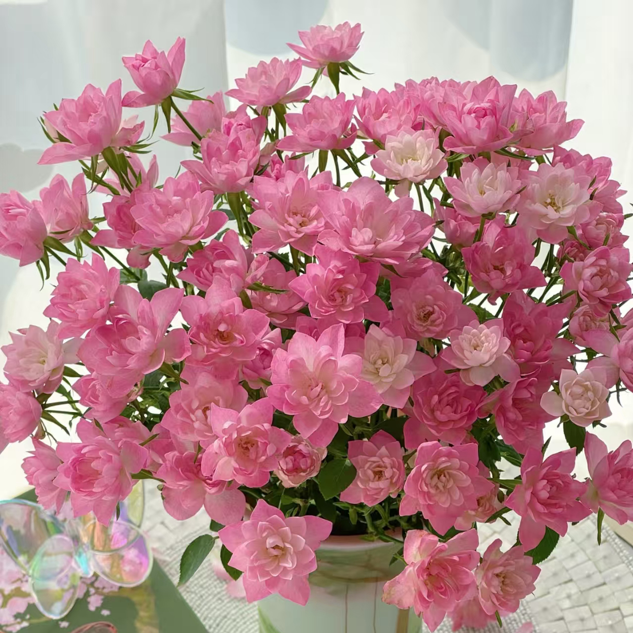 天荷繁星月季丰花多头庭院阳台四季开花高温耐晒低温耐冻新手好养