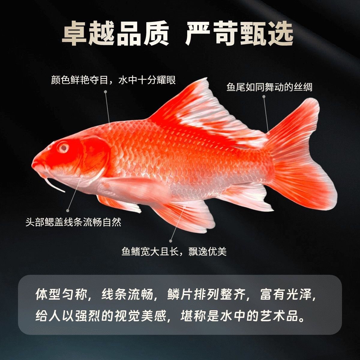 台湾精品大鳍大尾圆头鹰嘴蝴蝶鲤(活动链接)