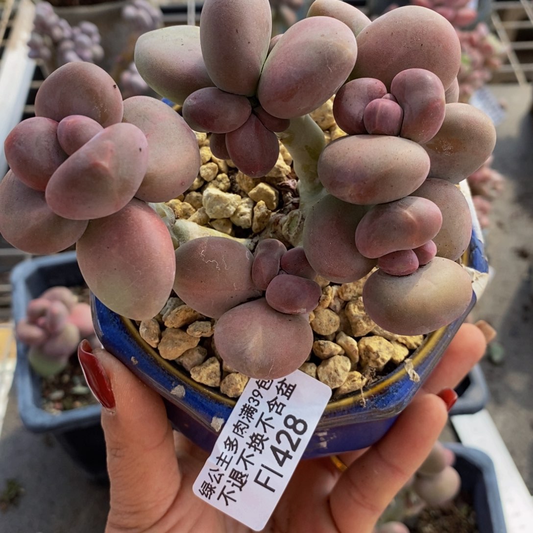 北****鹅芒果奶酪金蟾Kk奶428/10c m