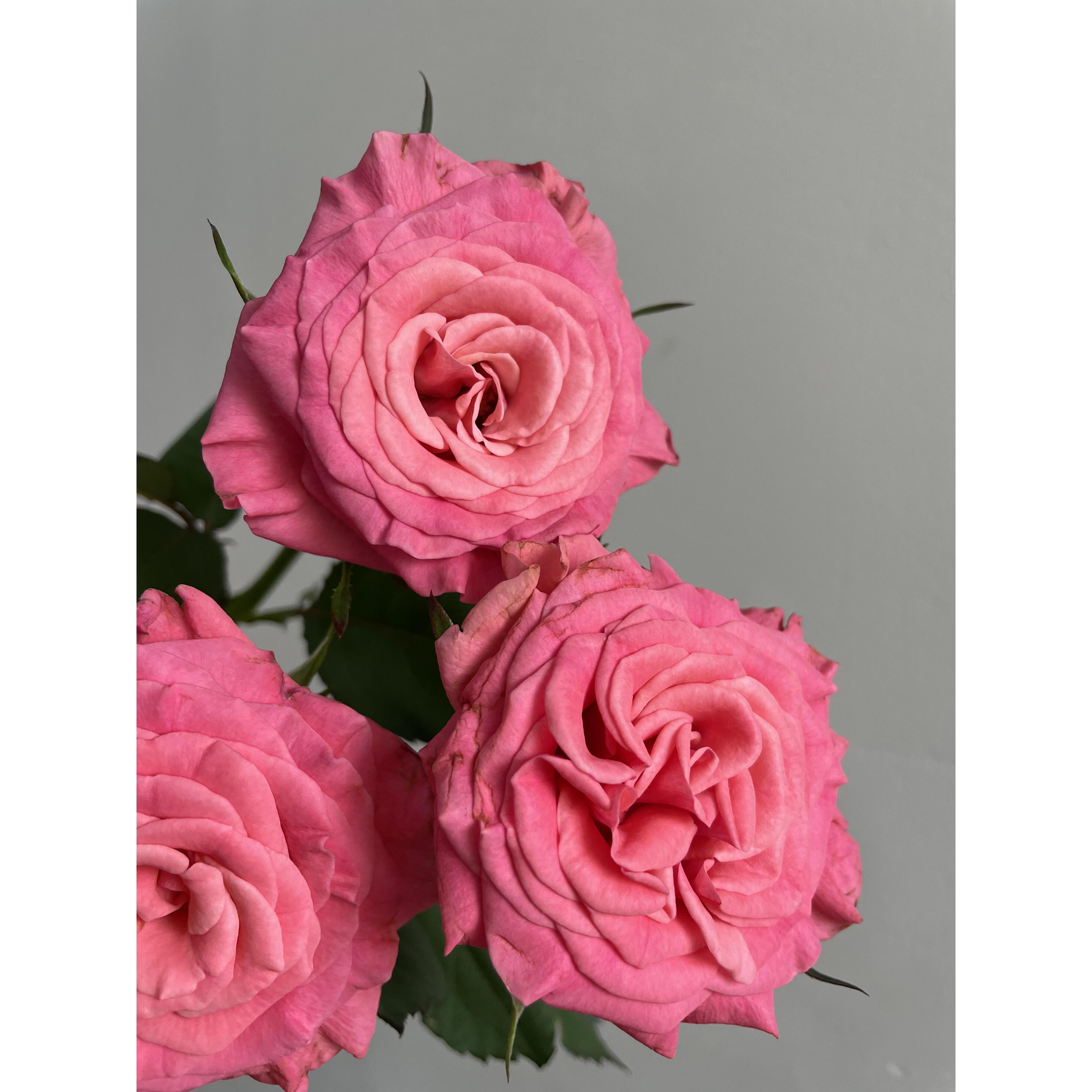 套餐68 少女梦境10支+粉腊梅一小把+粉色紫罗兰一把+小桃红康10支