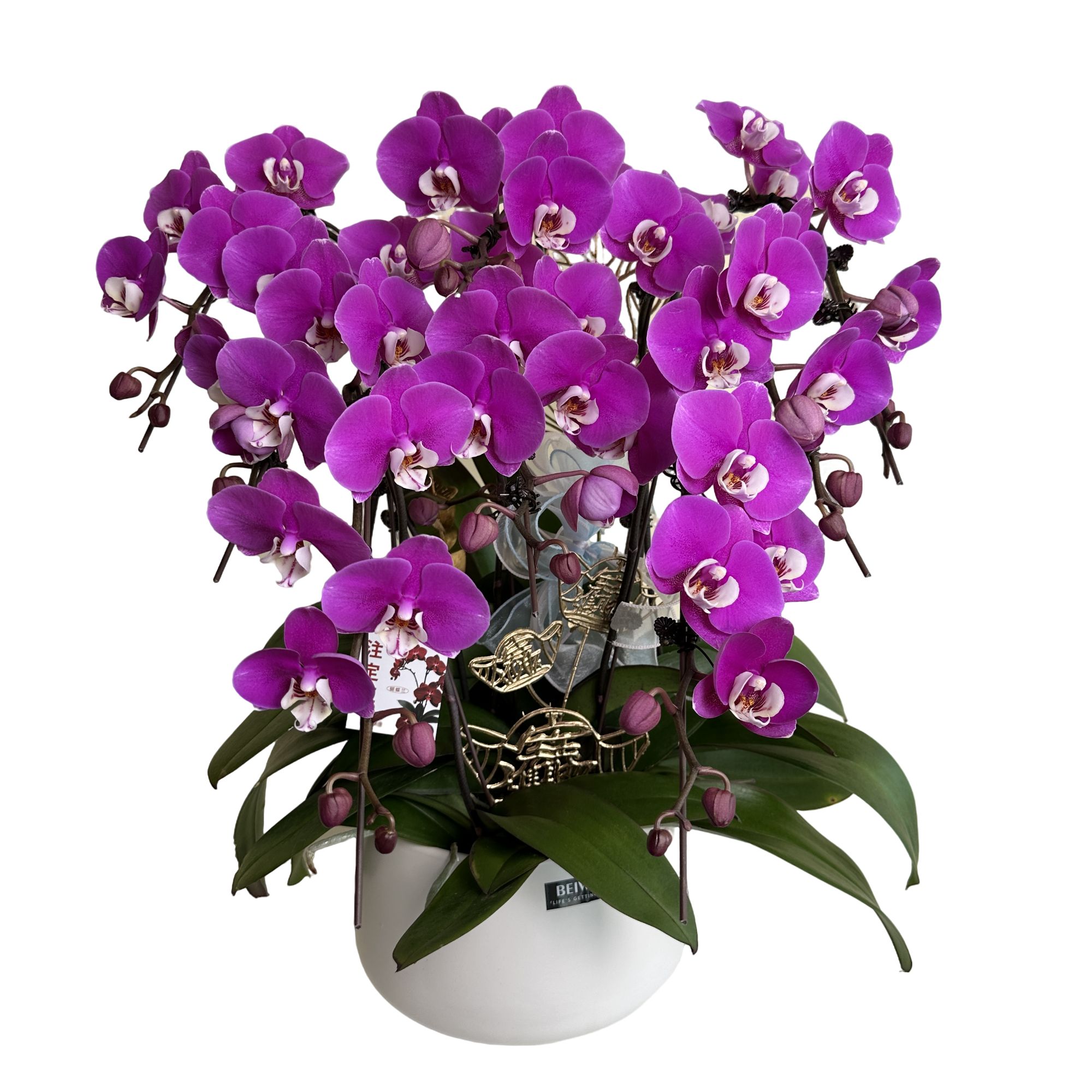 【桂冠】蝴蝶兰鲜花盆栽带花剑花苞室内好养活花卉