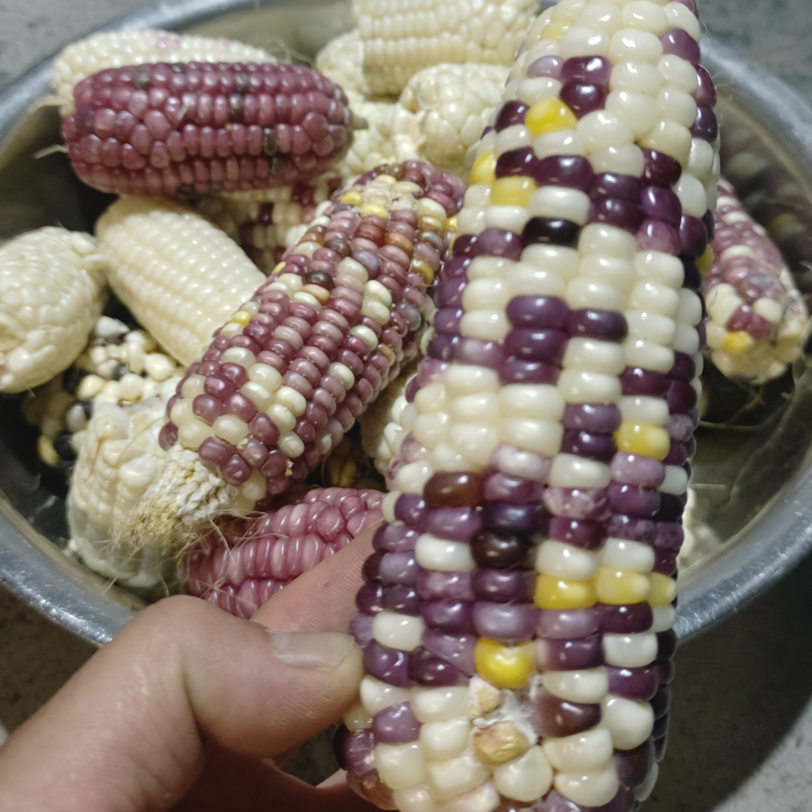 当季新鲜花糯玉米现摘现发香甜软糯代餐精品苞米