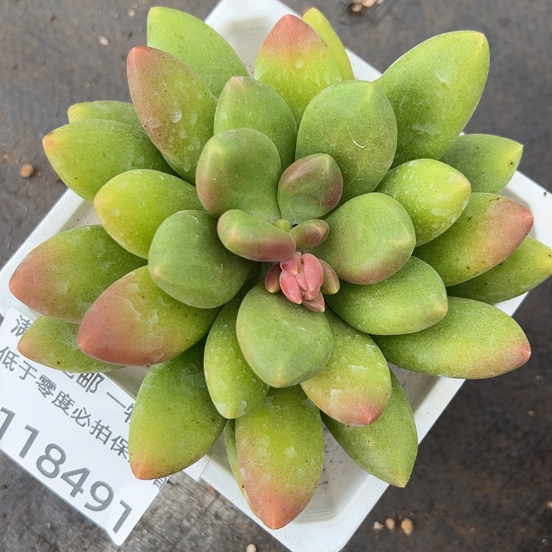 1118491 芒果奶单头13厘米