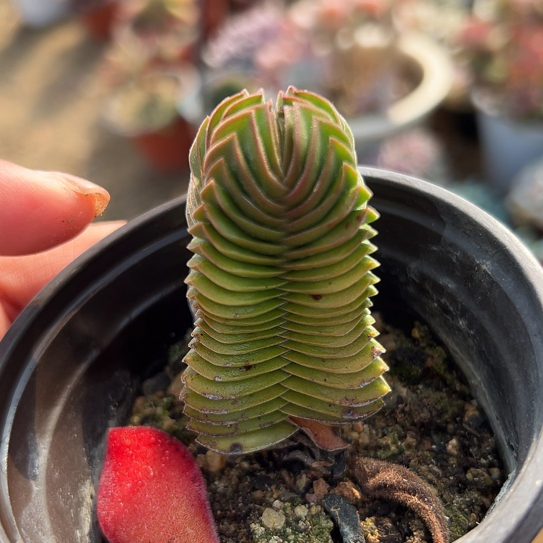 多肉植物多肉植物