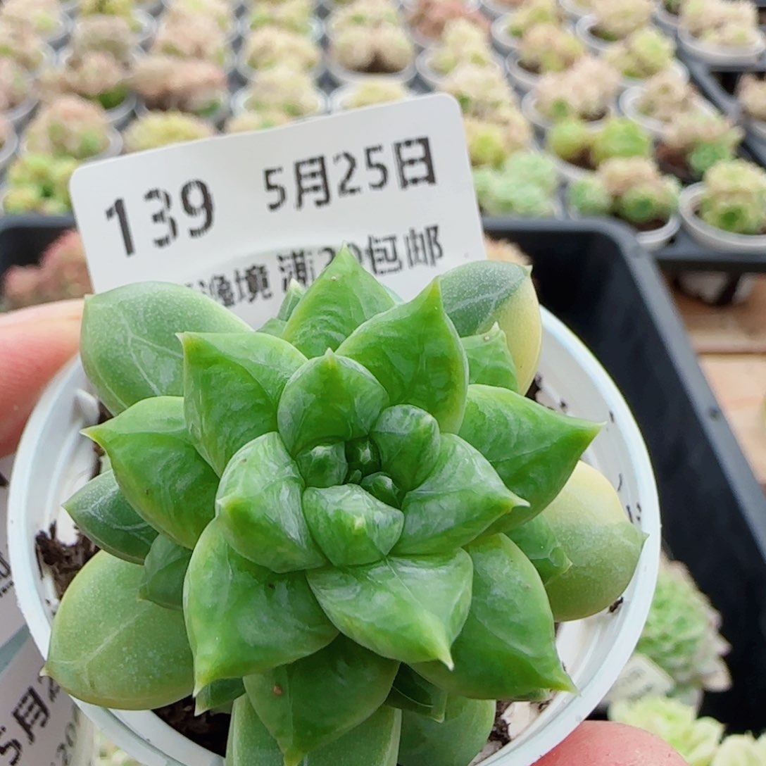 花语逸镜0525-139